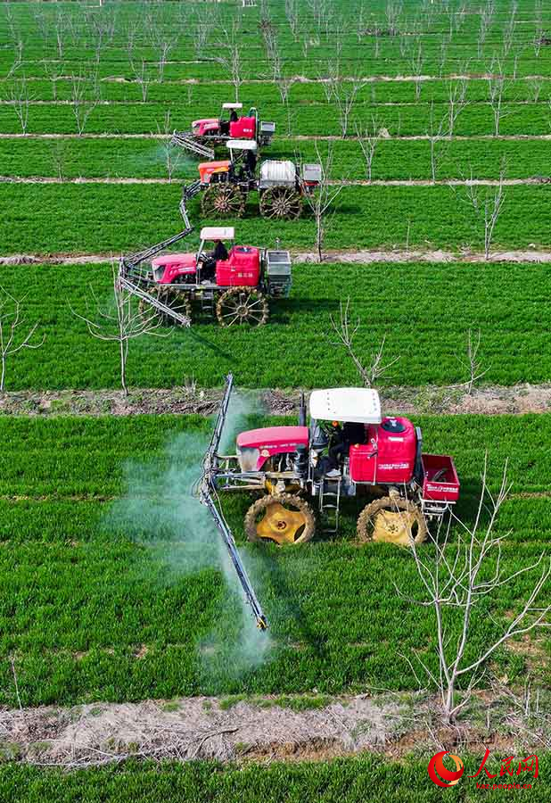 Сыхун, Цзянсу: Бидай ал?аптарын баптау мезг?л? басталды