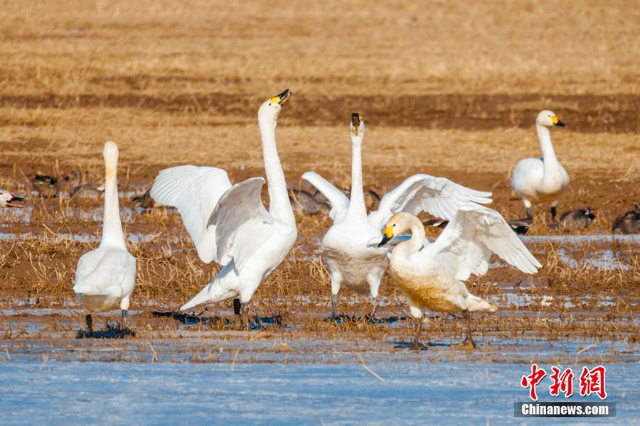 Хуанхэ сазды ал?абы жыл ??старын к?т?п алды