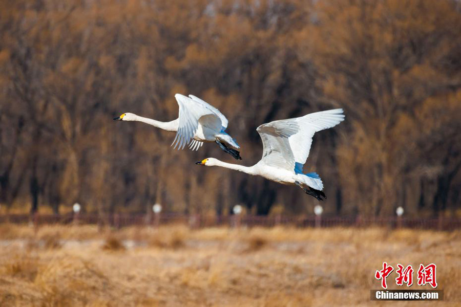 Хуанхэ сазды ал?абы жыл ??старын к?т?п алды