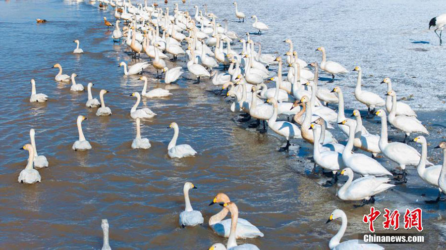 Хуанхэ сазды ал?абы жыл ??старын к?т?п алды