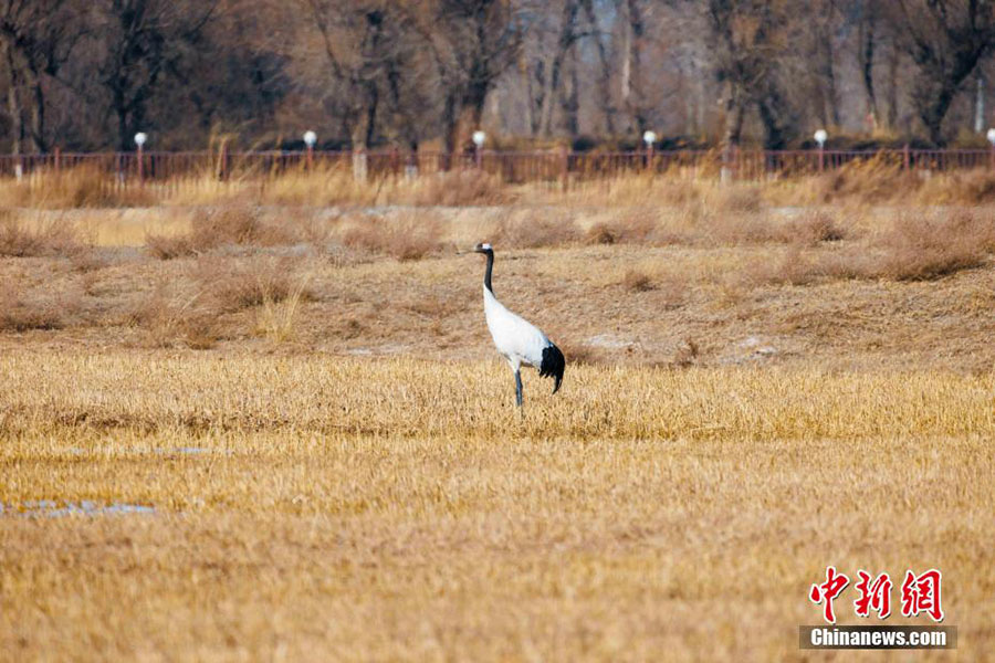 Хуанхэ сазды ал?абы жыл ??старын к?т?п алды