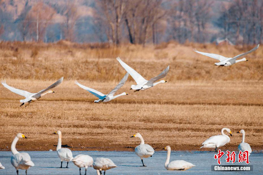 Хуанхэ сазды ал?абы жыл ??старын к?т?п алды