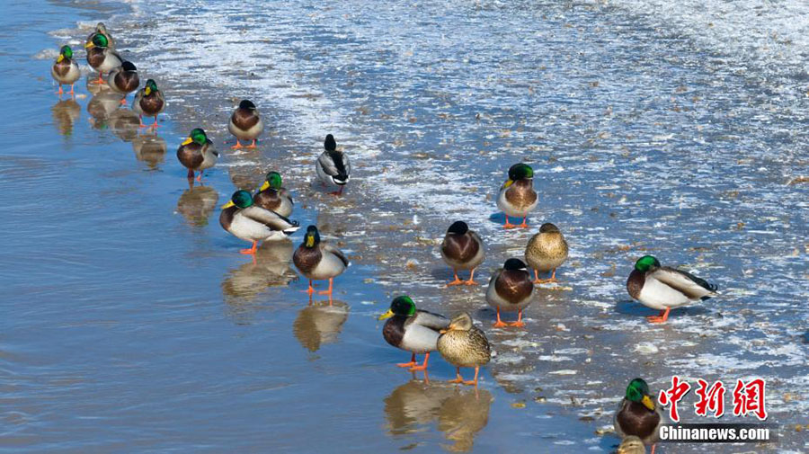 Хуанхэ сазды ал?абы жыл ??старын к?т?п алды