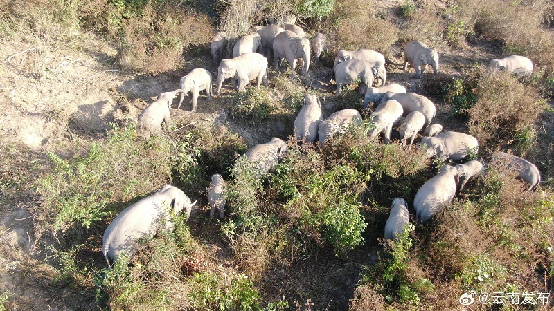 Юньнаньны? жабайы п?лдер ?й?р? ?к?ктемг? серуенге шы?ты?