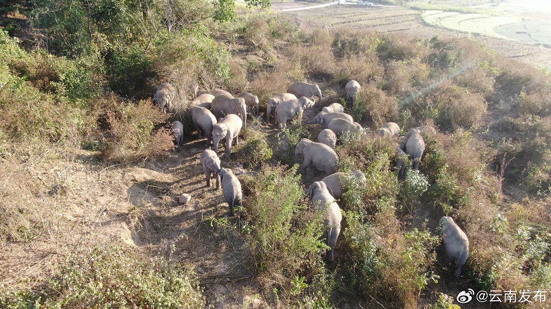Юньнаньны? жабайы п?лдер ?й?р? ?к?ктемг? серуенге шы?ты?
