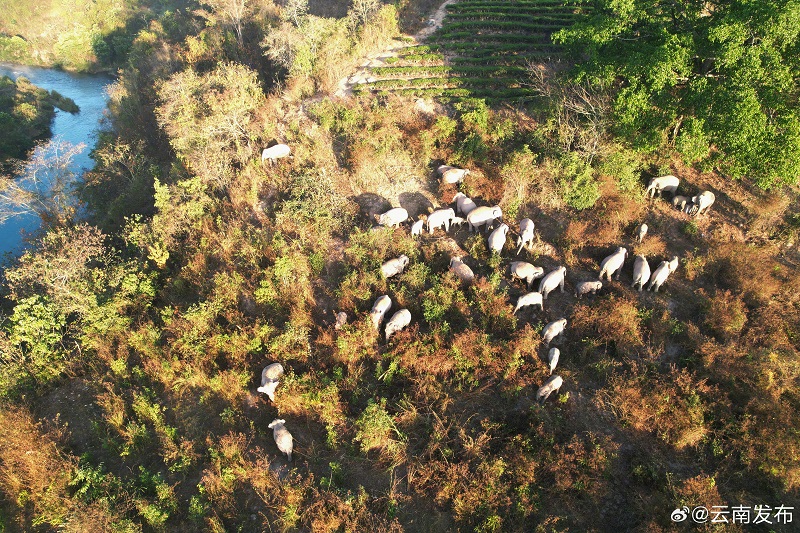 Юньнаньны? жабайы п?лдер ?й?р? ?к?ктемг? серуенге шы?ты?