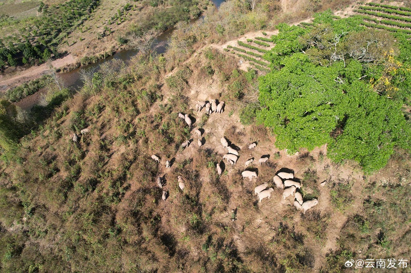 Юньнаньны? жабайы п?лдер ?й?р? ?к?ктемг? серуенге шы?ты?