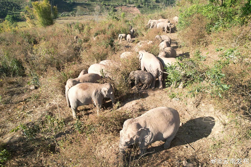 Юньнаньны? жабайы п?лдер ?й?р? ?к?ктемг? серуенге шы?ты?