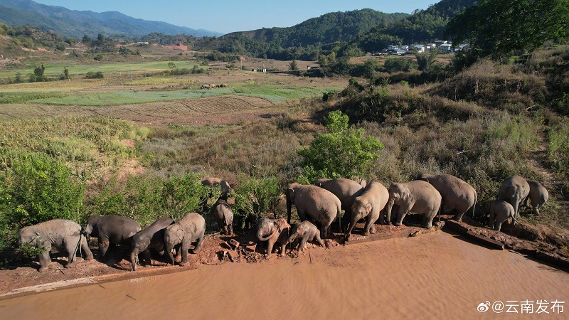 Юньнаньны? жабайы п?лдер ?й?р? ?к?ктемг? серуенге шы?ты?