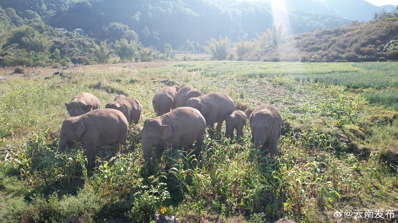 Юньнаньны? жабайы п?лдер ?й?р? ?к?ктемг? серуенге шы?ты?