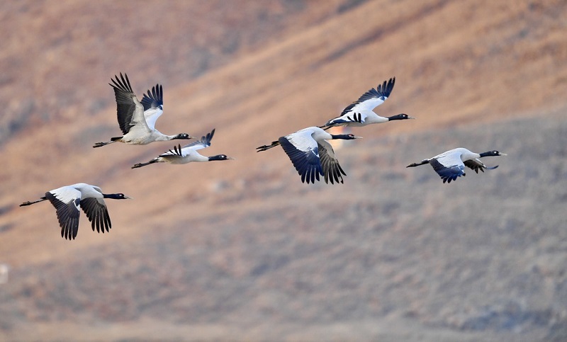 ?ара мойын тырналар ??ыс?ы демалысын? ая?тап, к?ш?-?онды бастады