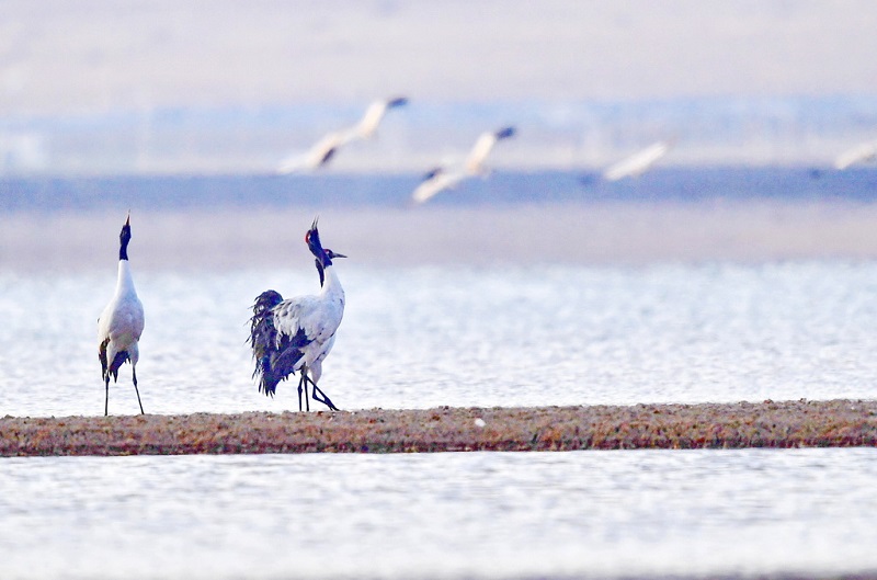 ?ара мойын тырналар ??ыс?ы демалысын? ая?тап, к?ш?-?онды бастады