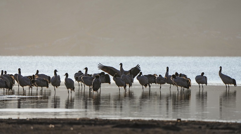 ?ара мойын тырналар ??ыс?ы демалысын? ая?тап, к?ш?-?онды бастады
