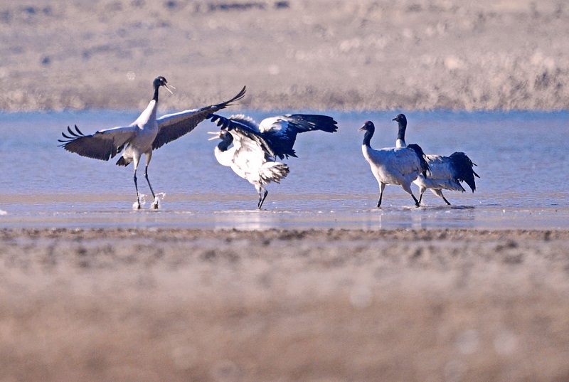 ?ара мойын тырналар ??ыс?ы демалысын? ая?тап, к?ш?-?онды бастады