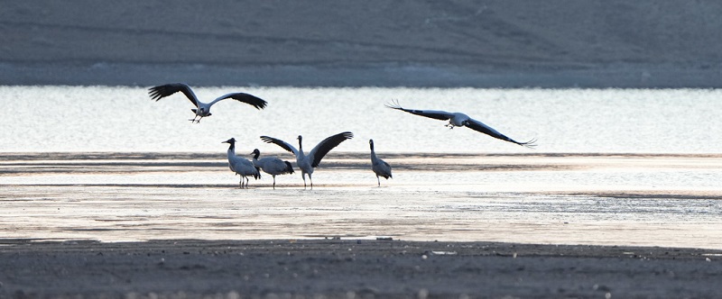 ?ара мойын тырналар ??ыс?ы демалысын? ая?тап, к?ш?-?онды бастады