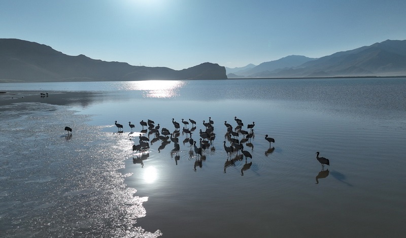 ?ара мойын тырналар ??ыс?ы демалысын? ая?тап, к?ш?-?онды бастады