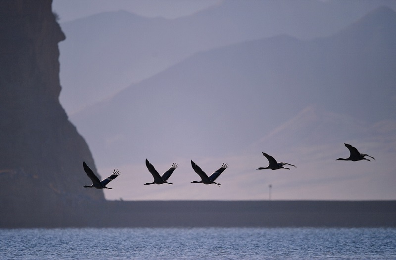 ?ара мойын тырналар ??ыс?ы демалысын? ая?тап, к?ш?-?онды бастады