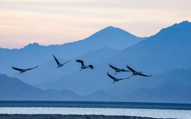 ?ара мойын тырналар ??ыс?ы демалысын? ая?тап, к?ш?-?онды бастады