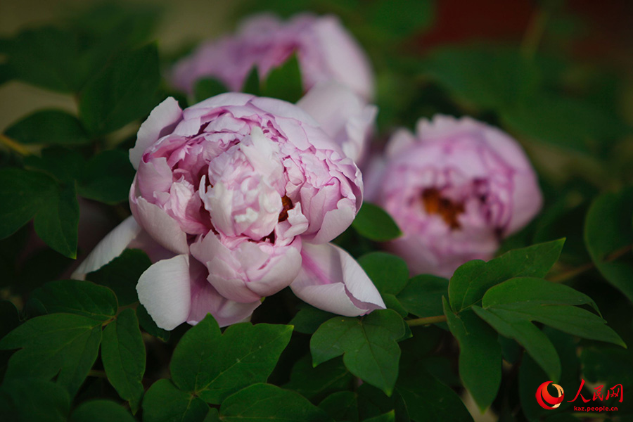 Лоян пион тамашалау маусымына енд?