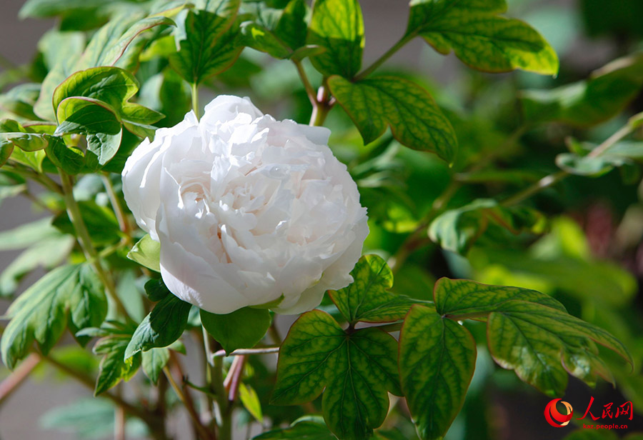 Лоян пион тамашалау маусымына енд?