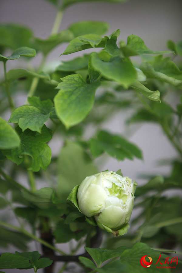 Лоян пион тамашалау маусымына енд?