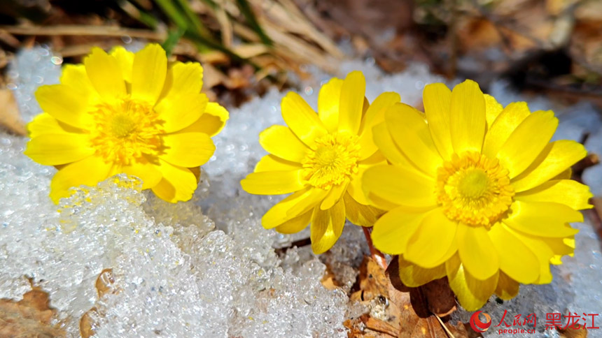 Синкай к?л?ндег? м?зды жарып ашыл?ан г?л