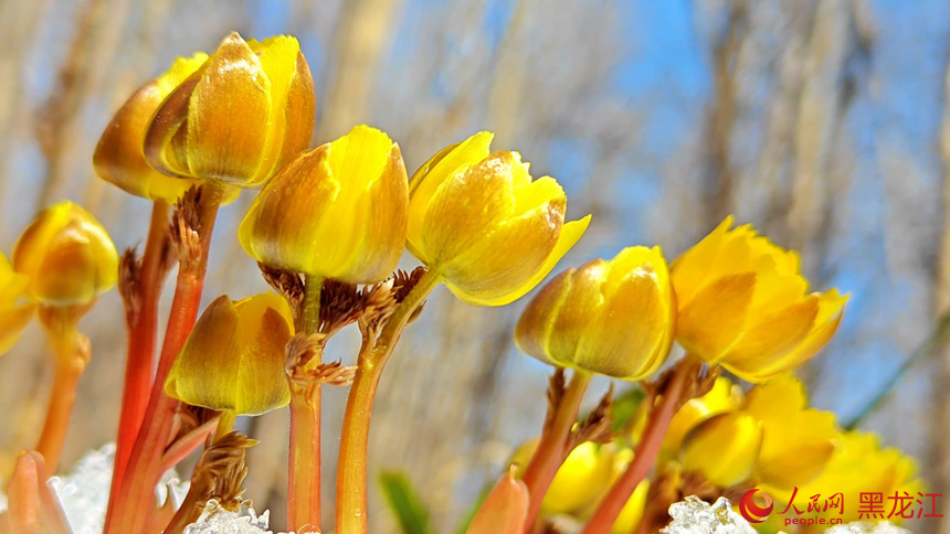 Синкай к?л?ндег? м?зды жарып ашыл?ан г?л