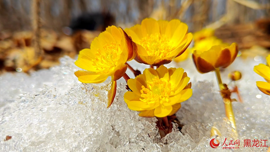 Синкай к?л?ндег? м?зды жарып ашыл?ан г?л