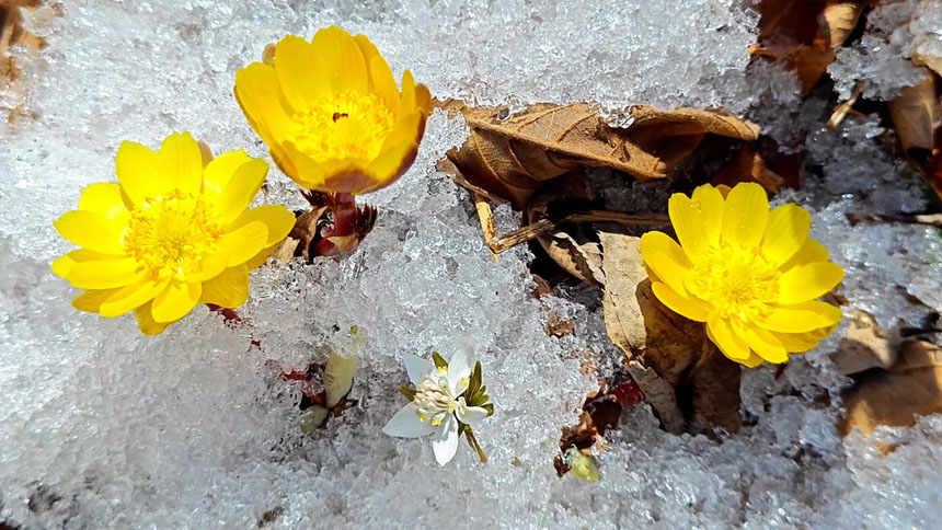 Синкай к?л?ндег? м?зды жарып ашыл?ан г?л