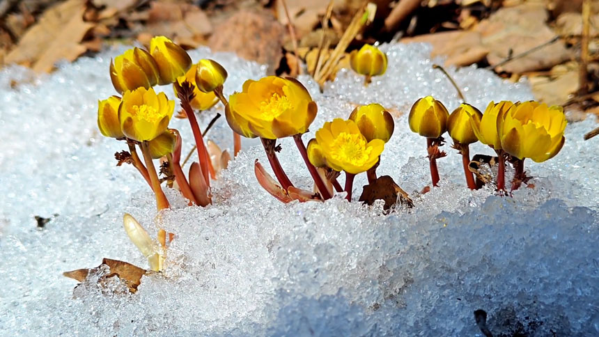 Синкай к?л?ндег? м?зды жарып ашыл?ан г?л