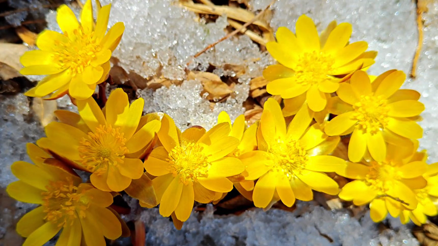 Синкай к?л?ндег? м?зды жарып ашыл?ан г?л