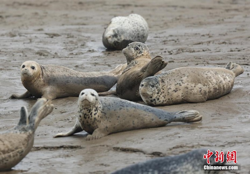 Ляонинн?? Паньжинь те??з жа?алауын ш?бар итбалы?тар мекендед?