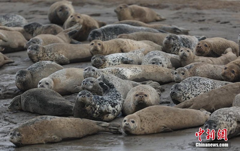 Ляонинн?? Паньжинь те??з жа?алауын ш?бар итбалы?тар мекендед?