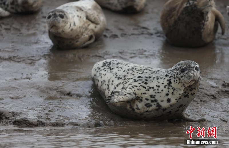 Ляонинн?? Паньжинь те??з жа?алауын ш?бар итбалы?тар мекендед?