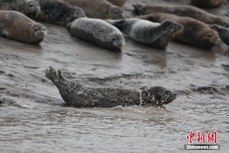 Ляонинн?? Паньжинь те??з жа?алауын ш?бар итбалы?тар мекендед?