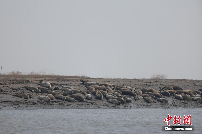 Ляонинн?? Паньжинь те??з жа?алауын ш?бар итбалы?тар мекендед?