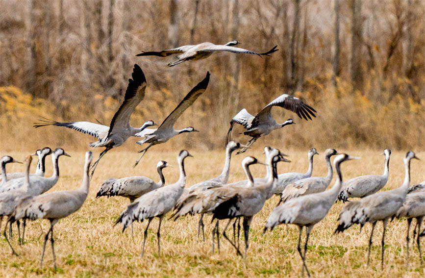 Карамай, Шы?жа?: Экологиялы? орта тырналар ?ш?н жайлы мекен болды