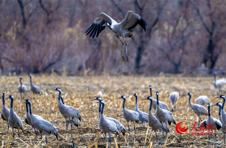 Карамай, Шы?жа?: Экологиялы? орта тырналар ?ш?н жайлы мекен болды