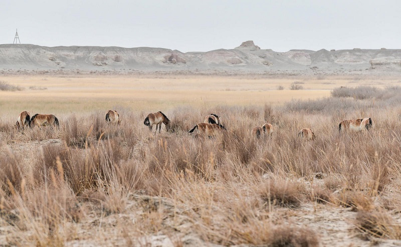 Ганьсуды? Дуньхуанында кер??ландарды таби?ат?а ж?берд?