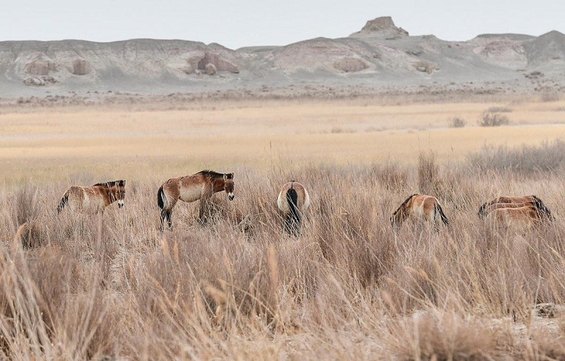 Ганьсуды? Дуньхуанында кер??ландарды таби?ат?а ж?берд?
