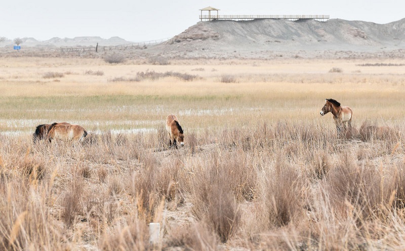 Ганьсуды? Дуньхуанында кер??ландарды таби?ат?а ж?берд?
