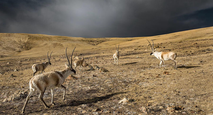 К?ркем пейзаж - Сицзанны? экологиялы? ахуалыны? к?р?н?с?