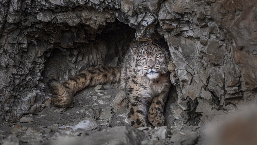 К?ркем пейзаж - Сицзанны? экологиялы? ахуалыны? к?р?н?с?