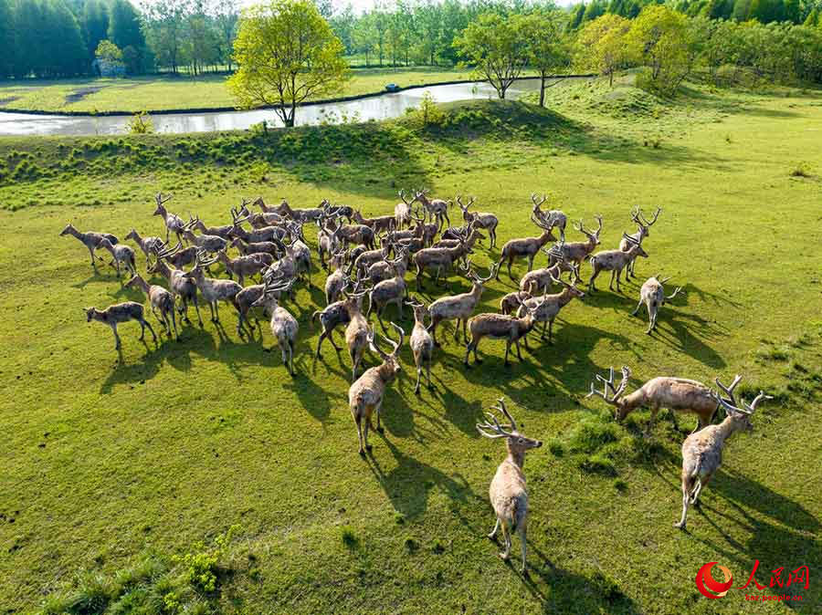 Тайчжоу, Цзянсу: Жа?сы экология ж?не б?ландар