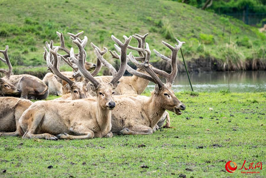 Тайчжоу, Цзянсу: Жа?сы экология ж?не б?ландар