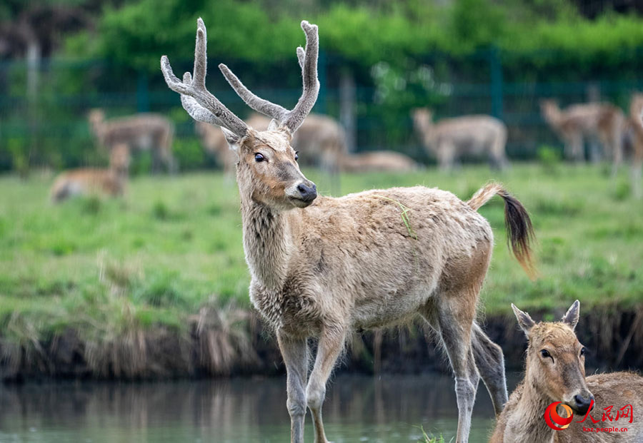 Тайчжоу, Цзянсу: Жа?сы экология ж?не б?ландар