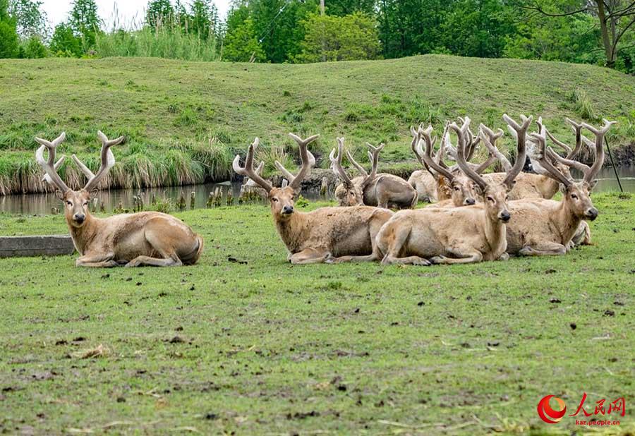 Тайчжоу, Цзянсу: Жа?сы экология ж?не б?ландар