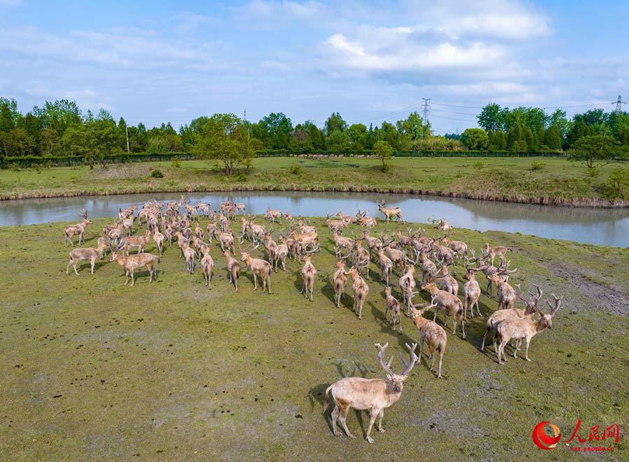 Тайчжоу, Цзянсу: Жа?сы экология ж?не б?ландар