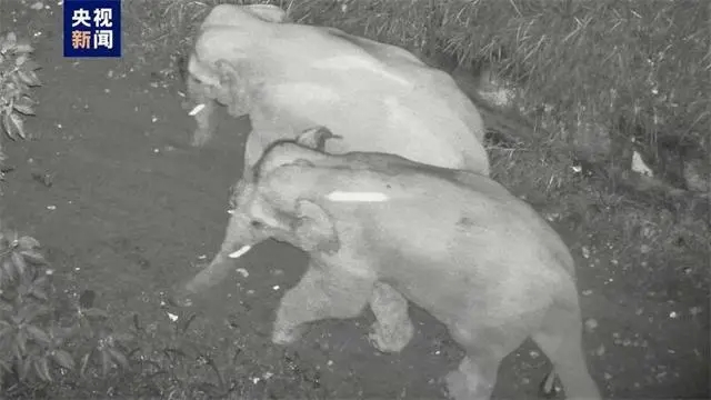 Сишуанбаньнада серуендеп ж?рген 41 жабайы азиялы? п?л