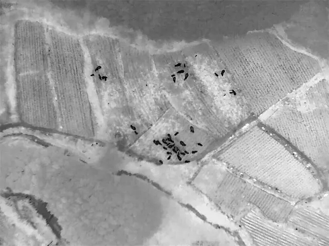 Сишуанбаньнада серуендеп ж?рген 41 жабайы азиялы? п?л